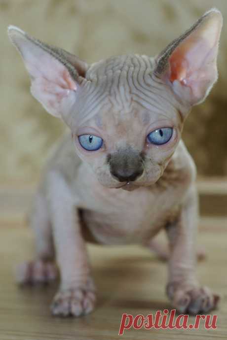 Канадский Сфинкс