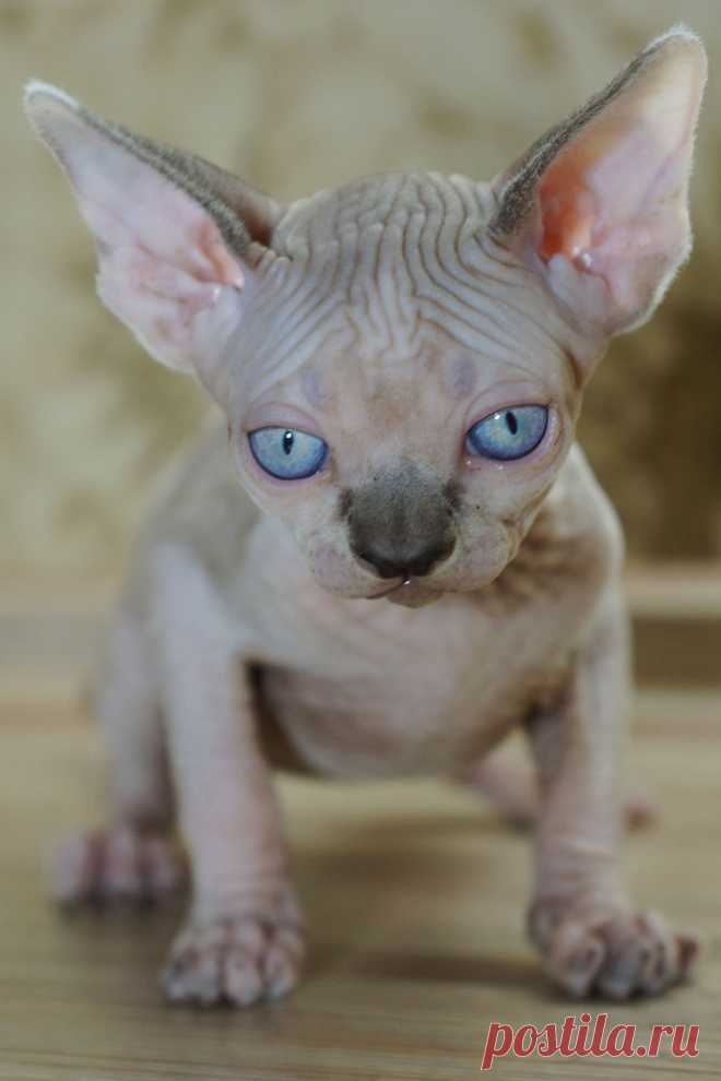 Канадский Сфинкс