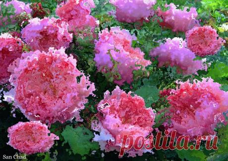 Др Сан Чад * МОДЕРН АРТ | 184 фотографии