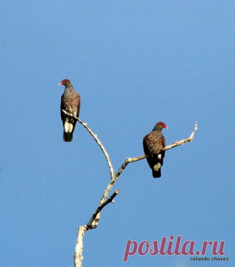 Сем. Голубиные (Columbidae)
Чешуйчатый голубь (Columba speciosa)