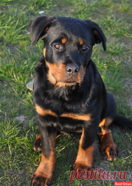 Фото: Ребёнок. Николай Попов. Фото животных - Фото и фотограф на Расфокусе.