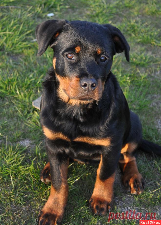 Фото: Ребёнок. Николай Попов. Фото животных - Фото и фотограф на Расфокусе.