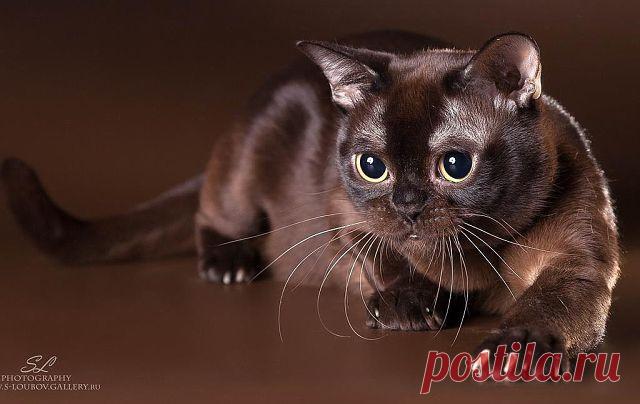 Красавица!!