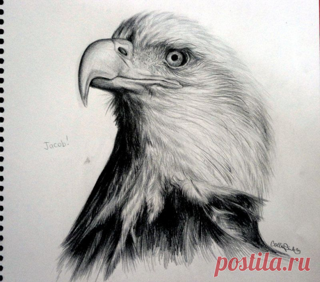 рисунки