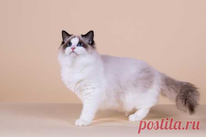 Самые милые коты в мире