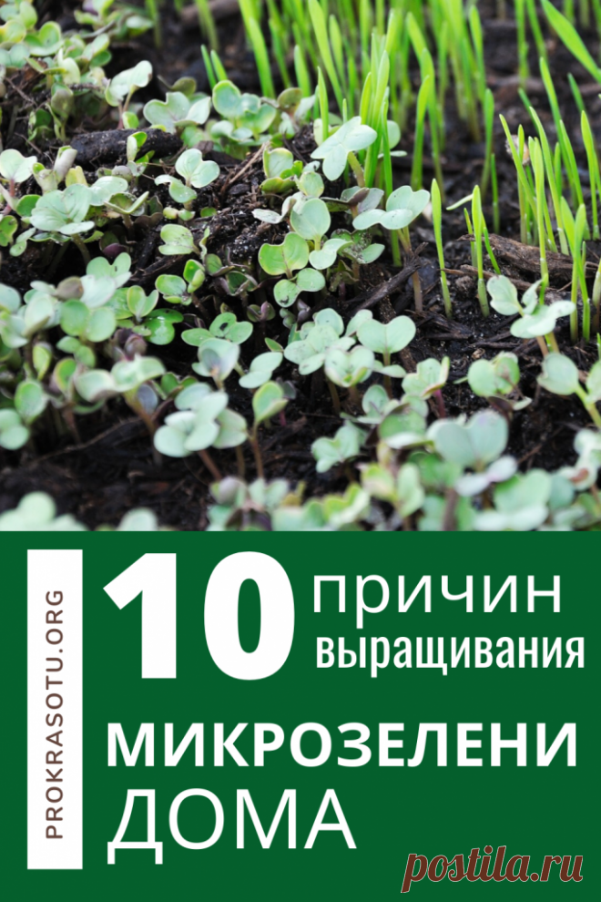 10 причин для выращивания микрозелени на подоконнике