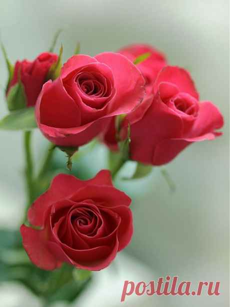 Ирилинн — «Любимые цветы...» на Яндекс.Фотках