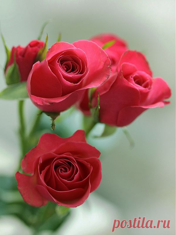 Ирилинн — «Любимые цветы...» на Яндекс.Фотках