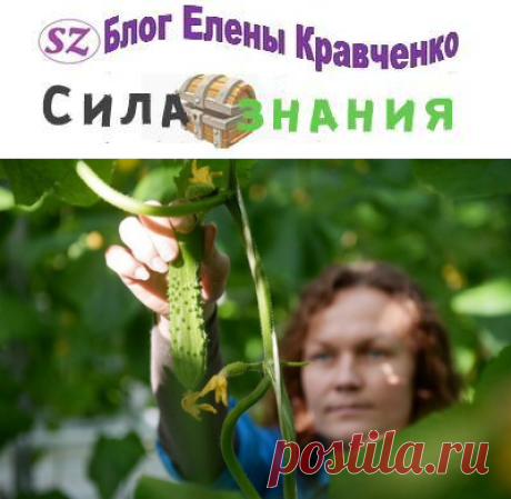 Лучшие сорта огурцов: самые урожайные сорта огурцов для открытого грунта