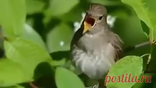 Пение соловья!