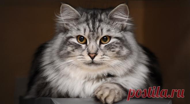 Воспитание кошки // ОПТИМИСТ