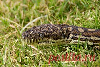 Семиметровый питон проглотил женщину. 54-летняя женщина из провинции Джамби, Индонезия, была съедена семиметровым питоном. В момент нападения змеи она находилась на плантации, где собирала каучук. Вечером женщина не вернулась домой, и ее обеспокоенная семья начала поиски. Спустя два дня местные жители нашли питона с огромной выпуклостью в районе желудка.