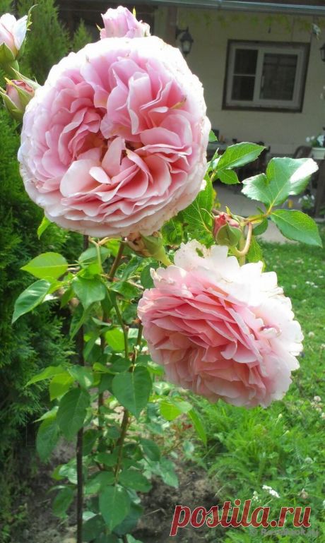 Сад Сергея Маланина | Самоцветик