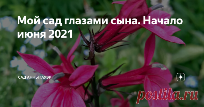 Мой сад глазами сына. Начало июня 2021 Пока я гуляю и работаю в СПБ и окрестностях, мой сад зарастает и цветет без хозяйки. Чтобы не пропустить совсем все цветение и дать при необходимости ценные указания, попросила сына сфотографировать для меня кое-что       Heliopsis helianthoides 'Loraine Sunshine'. Несколько лет  смотрела на гелиопсисы в каталогах, мне казалось, что сильно пестрят, а увидела вживую в прошлом году в Лидах и влюбилась Рассказ о мини-питомнике в Лидах зд...