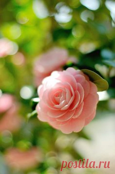 Camellia