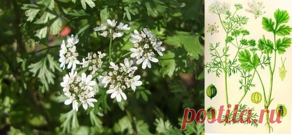 Кориандр посевной, кинза | Рецепты народной медицины