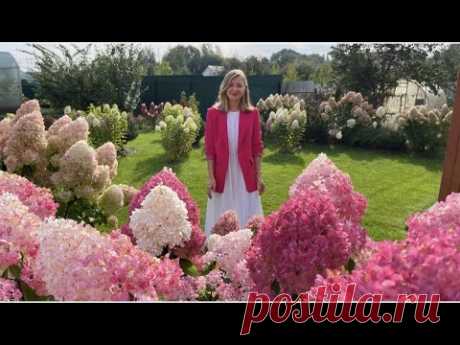 EXCLUSIVE  "ЖИВОЙ КАТАЛОГ МЕТЕЛЬЧАТЫХ ГОРТЕНЗИЙ"                   Hydrangea paniculata