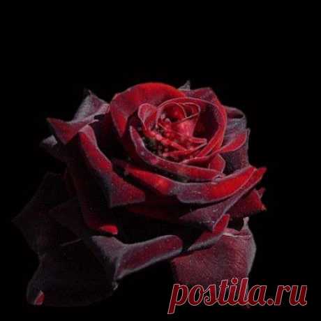 Одноклассники