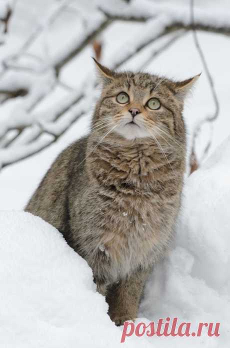Wildkatze im Winter - Naturbild-Galerie: Wildkatze - Fokusnatur Naturfotografie