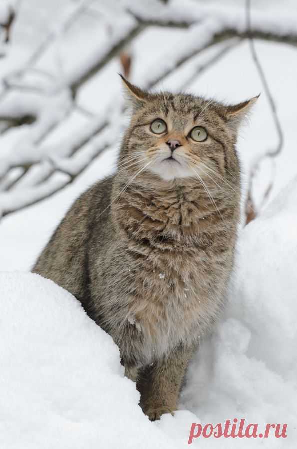 Wildkatze im Winter - Naturbild-Galerie: Wildkatze - Fokusnatur Naturfotografie