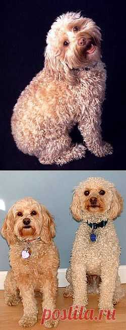Кокер-пудель | Породы собак | Животные и породы | Animal.ru