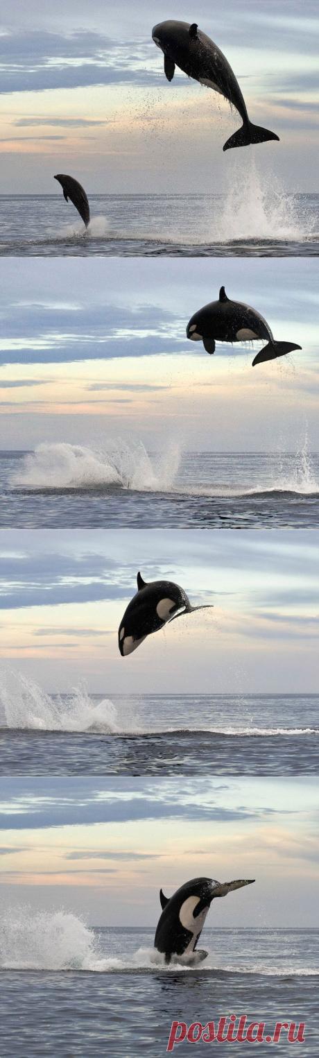 8-тонная касатка подражает дельфину