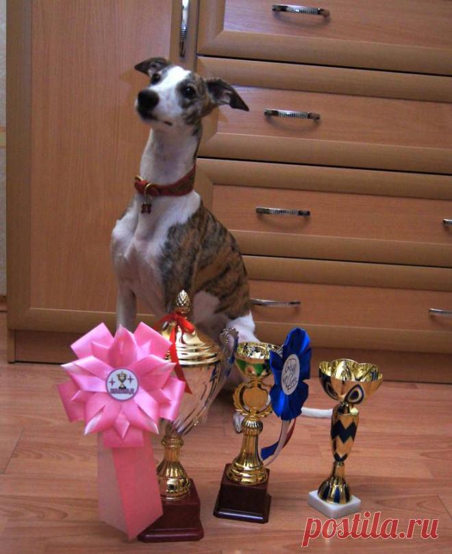 Победительница