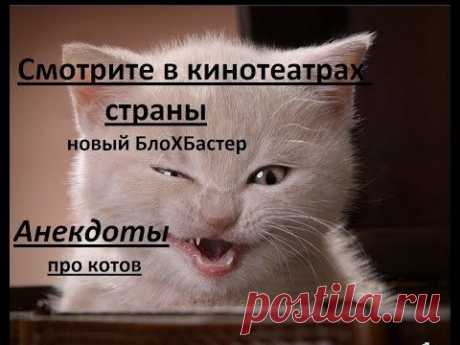 Анекдоты про котов ( ржака до слез ) - новый БлоХБастер. - YouTube