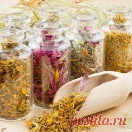Очищение организма травами в домашних условиях