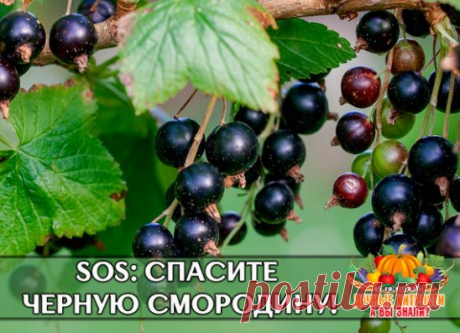 SOS: СПАСИТЕ ЧЕРНУЮ СМОРОДИНУ!
Уже в апреле будет ясно: есть ли на смородине почковый клещ. Крупные, шаровидные почки должны вас насторожить – там зимовали клещи, и при распускании листьев они расползутся по всему кусту.
Что делать? Пораженные ветки надо было вырезать без оставления пенька как можно раньше, т.е. ещё в конце марта, или в начале апреля.
В мае – тоже не поздно сделать обрезку пораженных веток, но поторопитесь, т.к. скоро пораженная клещами ветка начнет вянуть, и вредители с неё