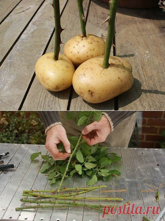 черенки розы в картошке