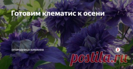 Готовим клематис к осени Красивоцветущая лиана клематис уже почти отцвела, и нам надо уделить ему немного внимания для подготовки ее к осеннему периоды. Клематисы еще называют ломоносы. Они насчитывают более 370 зарегистрированных сортов и разновидностей.
