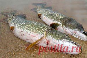 Рыбалка видео: Щука в дождь