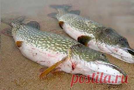 Рыбалка видео: Щука в дождь