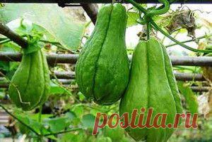 Огурец чайот, выращивание и размножение | Дача - впрок