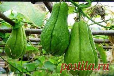 Огурец чайот, выращивание и размножение | Дача - впрок
