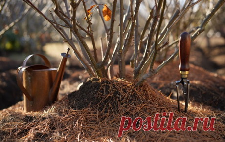 Нужно ли укрывать розы на зиму или это пустая трата времени Статья автора «INMYROOM» в Дзене ✍: Разбираемся, когда укрытие роз — жизненная необходимость, а когда — перестраховка, которая может погубить растения Каждую осень миллионы дачников превращаются в...