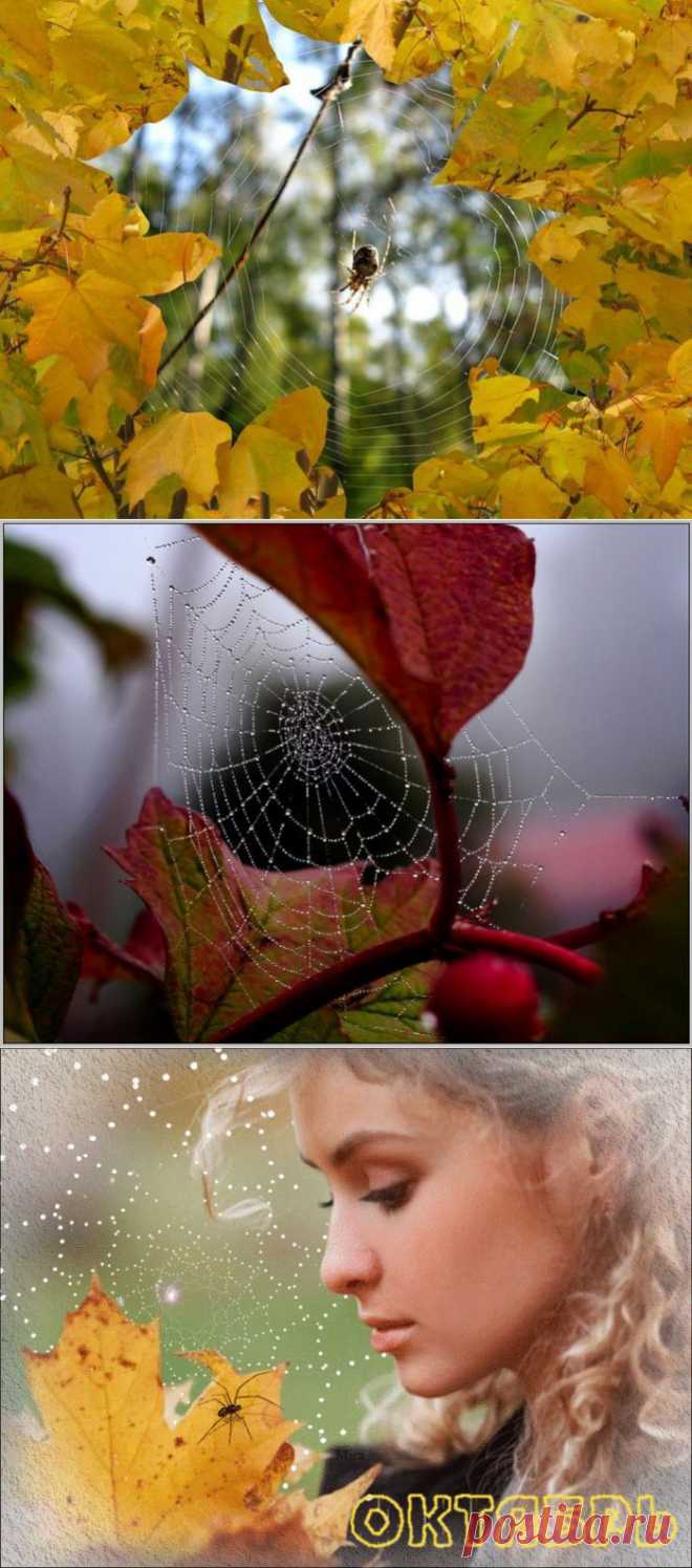 ОСЕНЬ... УТРЕННИХ СЛЁЗ ПАУТИНА...