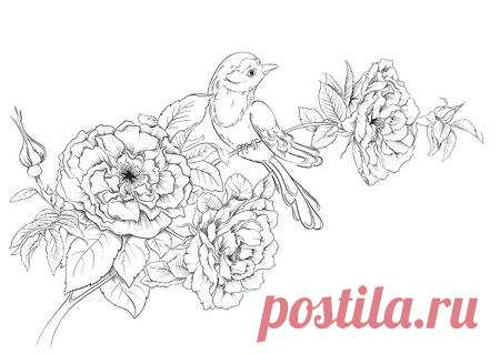 Birds sitting on blooming roses  Flower background  Vector hand drawing 123RF - Миллионы стоковых фото, векторов, видео и музыки для Ваших проектов.
