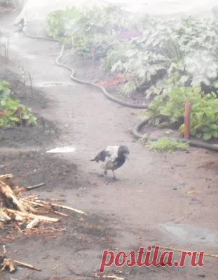 Вкусный Огород: Необыкновенная ворона