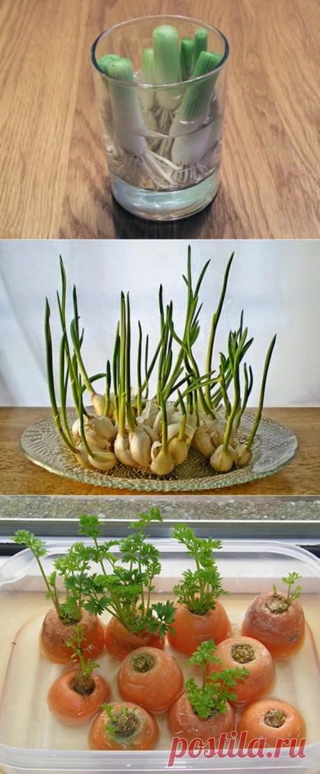 ВЫРАСТИМ НА БАЛКОНЕ !!! **Зеленый лук -с корешками в стакан, и хороший свет! *Чеснок -в стакан с водой, ростки очень нежны на вкус, добавляй в салаты и соусы. *Морковь -срезанные верхушки растут в воде, и радуют яркой зеленью для салатов.