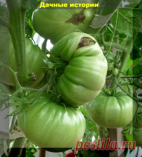 Сохраним урожай полностью: ухаживаем и подкармливаем томаты в начале августа | Дачные истории | Яндекс Дзен