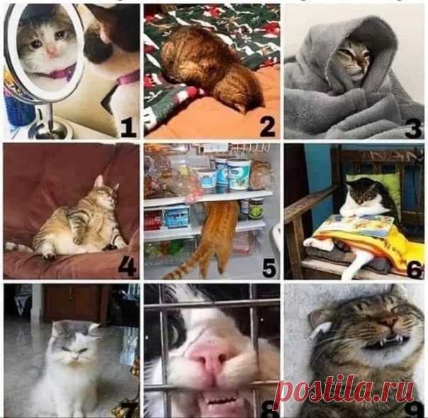 #коронапозитив #сидидома