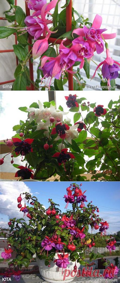 Фуксия в цвету (фото цветения) :: Форум - Комнатные растения и цветы на forum.bestflowers.ru. Сейчас начинаю знакомиться с агротехникой фуксий. Вот первые результаты. .