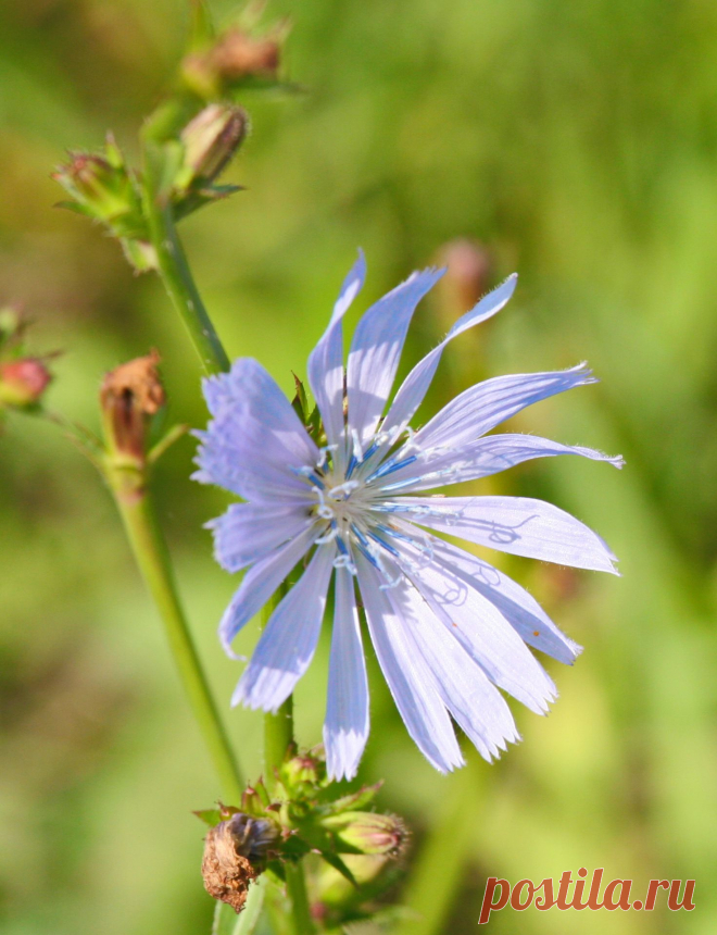 Цикорий.
