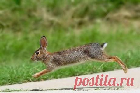 Ночная охота на зайца | Все об охоте. Экипировка охотника, оружие и транспорт охотника. Разновидности охоты.