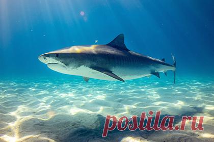 Тигровые акулы начали угрожать британцам из-за глобального потепления. Изменение климата может вынудить опасных тигровых акул мигрировать в сторону Великобритании. Эксперты проанализировали информацию о передвижении тигровых акул за последние девять лет и данные об изменении температуры поверхности морской воды за последние 40 лет. Потепление сделало Британию привлекательной для хищников.