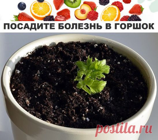посади   болезнь  в  горшок