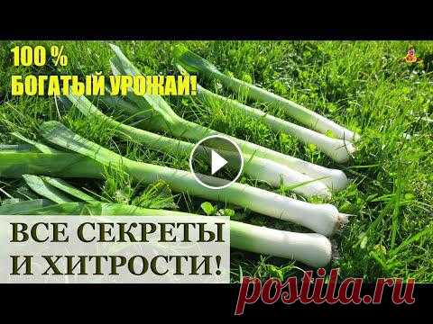 Как вырастить лук ПОРЕЙ / Посев, рассада, уход, удобрения, сбор урожая и хранение В этом видео - инструкция от А до Я по выращиванию богатого урожая лука порея. #Аленин_сад #огород #gardening...