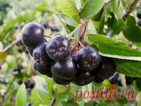 Арония черноплодная(Aronia melanocarpa Elliott) - Плоды аронии черноплодной